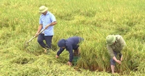 Chủ tịch UBND tỉnh Quảng Bình xuống đồng chỉ đạo khắc phục diện tích lúa đổ ngã do mưa lớn