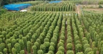 Mỹ bất ngờ săn lùng một 'mỏ vàng' đắt đỏ của Việt Nam: Nước ta xuất khẩu bằng cả thế giới cộng lại, thu về nửa tỷ USD kể từ đầu năm