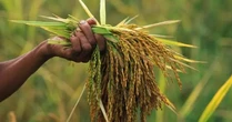 Buồn của quốc gia là vựa lúa lớn thứ 4 thế giới: Xuất khẩu gạo giảm gần 1 nửa trong 1 quý, đối thủ Ấn Độ gây áp lực với thuế suất 0%