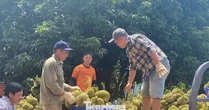 Buôn sầu riêng nhanh giàu nhưng dễ 'bay' sổ đỏ