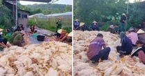 Hơn 10.000 con gà chết ngạt trước ngày xuất chuồng, chủ trang trại mất trắng tiền tỷ