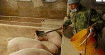 Trung Quốc ‘dằn mặt’ lên một mặt hàng của Mỹ: Sắp cắt giảm nhập khẩu hàng triệu tấn hàng, người chăn nuôi lo ngại bị ảnh hưởng