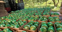 Không phải sầu riêng, loại quả của Việt Nam khiến cựu Thứ trưởng Bộ Nông nghiệp Mỹ phải tấm tắc khen ngon: sản lượng 1 triệu tấn/năm, vừa có thêm 'visa' sang Úc