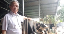 Lão nông thành tỷ phú bò sữa nhờ 'quyết định vàng'