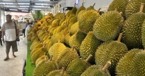 Là vựa sầu riêng lớn nhất Đông Nam Á, đối thủ của Việt Nam cho biết chỉ nhận về 10% giá trị vì trung gian qua Thái Lan, sắp xuất khẩu trực tiếp sang Trung Quốc