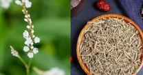 Người Việt biến lá rau dại thành "lá vàng", hái đếm tiền không xuể