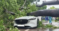 Hà Nội: Cây xà cừ cổ thụ đổ đè trúng 2 ô tô trên đường Trần Phú