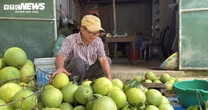 Đặc sản ‘tiến vua’ được mùa, được giá, người dân đếm cây thu tiền triệu mỗi ngày