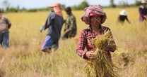 Giá ‘hạt vàng’ rớt thê thảm, chưa nổi 4.000 đồng/kg, còn rẻ hơn cả 1 viên kẹo, nông dân Campuchia sốc nặng: Thủ tướng đích thân vào cuộc