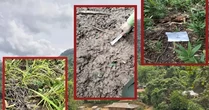Giải mã thông tin sói rừng trở lại Điện Biên- Bài 2: Những cuộc truy lùng sói bất thành
