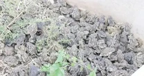 Nuôi loài vật xấu xí, anh nông dân nhẹ nhàng kiếm gần 70 tỷ đồng/năm