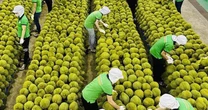 Ngụp lặn giữa khủng hoảng, sầu riêng Việt 'lội ngược dòng' thế nào?