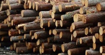 Mỹ đổ hơn 6 tỷ USD săn 'cây kim tiền' của Việt Nam: thuế nhập khẩu 10%, Việt Nam là ông trùm đứng thứ 5 thế giới