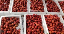 'Ruby đỏ' của Việt Nam ngon đến mức người Trung Quốc cũng phải tấm tắc khen, giá xuất khẩu tăng gấp 3 lần trong năm nay