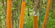 Cứu tinh từ Indonesia đổ bộ giúp Việt Nam xuất khẩu đứng đầu thế giới: Thu về gần 200 triệu USD, nước ta có diện tích trồng hàng trăm nghìn ha