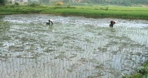 Bí thư xã ở Tuyên Quang đưa giống lúa ngon nhất thế giới về với người dân