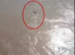 Thấy "thủy quái" bơi vùn vụt qua sông, chuyên gia nói: Đây là loài vật quý tới mức được quốc gia bảo vệ