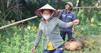Săn trứng kiến trong rừng, kiếm tiền triệu mỗi ngày