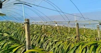 Không phải sầu riêng, Trung Quốc than khó với loại trái cây Việt Nam đang sản xuất đứng đầu thế giới: Giá chạm đáy 18.000 đồng/kg