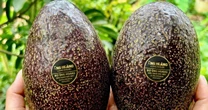 Bơ 160.000 đồng/kg vẫn ‘cháy hàng’, khách muốn mua phải đặt trước cả tháng