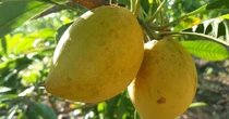 Từng rụng đầy gốc không ai hái, loại quả quê này sang trời Tây bỗng thành 'vàng ròng' giá 2 triệu/kg