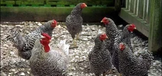 Avicoltura, meno antibiotici e più energia rinnovabile: “Una filiera sempre più green”