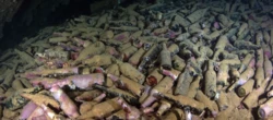 Un subacque dilettante scopre centinaia di birre dell'Ottocento in fondo al mare in Scozia. Gli studi: “il lievito è vivo”
