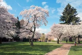 The 11 best places to see cherry blossoms across the US this spring
