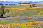 A California superbloom may happen this year — here's what we know so far