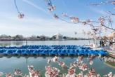 Peak bloom date announced: Best time to see DC’s cherry blossoms in 2026