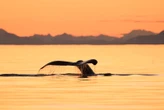 6 once-in-a-lifetime Alaska shore excursions worth the splurge