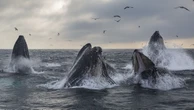 Satoshi-Era Whale Sells 9K BTC for Over $1B as Bitcoin Dips Below $117K