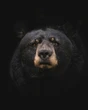 Asia Morning Briefing: Traders Tilt Bearish on August BTC, ETH Targets as Retail Lags Institutions