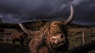 KULR Boosts Bitcoin Treasury to 800 BTC With $9M Purchase