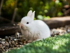 Bunni DEX Halts Smart Contracts After Exploit Drains $8.4M Across Chains