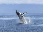 Bitcoin Euphoria Cools as Whales Wake Up: Crypto Daybook Americas