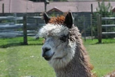 Alpaca Finance, Once a DeFi Giant on BNB Chain, Will Shut Down 