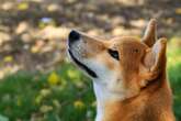 Dogecoin Foundation Purchases 10M Tokens as Part of New DOGE Reserve