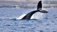 Bitcoin 'OG' Whale Raises Bearish BTC Bet Worth Over $400M