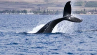 Bitcoin Whales Seem to Be Calling a Top as BTC Price Consolidates