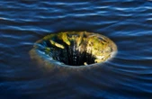 Bitcoin pump to $63,700 triggers the most short liquidations since late April