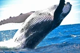 Ether Bullish Divergence? ETH's 10% Weekly Price Loss Clashes With $300M Whale Buy