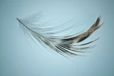 Plume Network Registered by SEC as Transfer Agent for Tokenized Securities