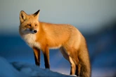Ethereum Wallet MetaMask Will Likely Unveil Its Own Stablecoin this Week