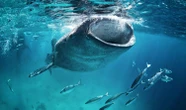 Large Liquidations Mask Whale's Buy-the-Bitcoin-Dip Strategy: Crypto Daybook Americas