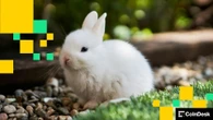 Bunni DEX Shuts Down, Cites Recovery Costs After $8.4M Exploit 