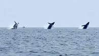 Tre balene saltano simultaneamente fuori dall’acqua: il video delle megattere è mozzafiato