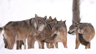 Perché i lupi possono attaccare i cani e come comportarsi in caso di incontro