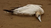 Milioni di uccelli uccisi dall’influenza aviaria: distrutti decenni di sforzi di conservazione