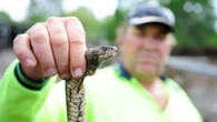 Perché il caldo aumenta la probabilità di essere morsi da un serpente